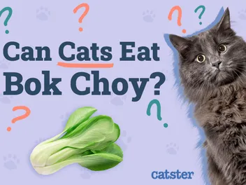 Can Cats Eat Bok Choy? Nutriotional Facts & FAQ