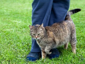 Why Does My Cat Keep Meowing and Rubbing Against Everything? 6 Vet-Reviewed Reasons