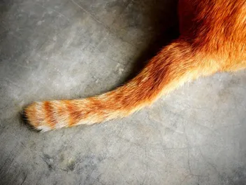 Why Is My Cat’s Tail So Long? Our Vet Explains Tail Genetics, Function & FAQ