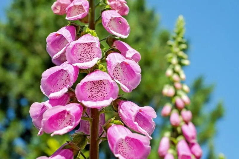 foxgloves during summer