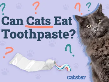 Can Cats Eat Toothpaste? Vet-Verified Risks & Precautions