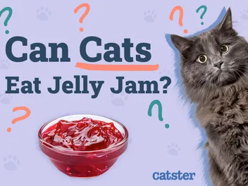 Can Cats Eat Jelly (Jam)? Vet-Reviewed Facts to Consider