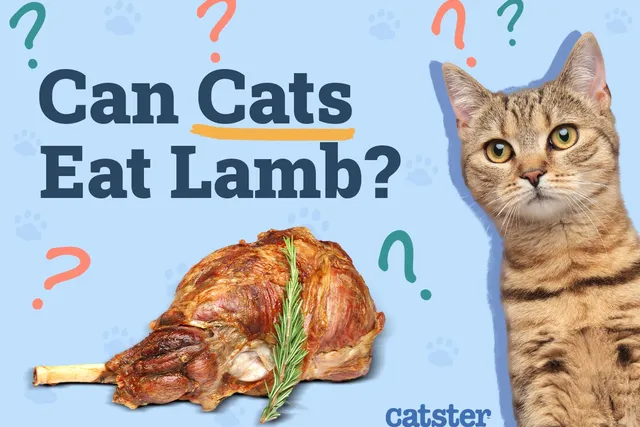 Can Cats Eat Lamb? Vet-Reviewed Pros & Cons