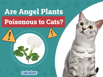 Are Angel Plants Poisonous to Cats? Vet-Approved Facts and Toxicity Guide
