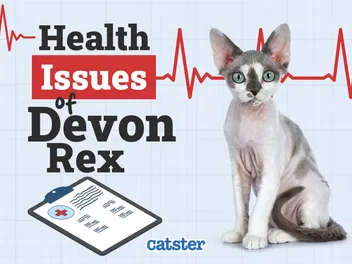 Devon Rex Cat Health Problems: 8 Vet-Reviewed Inherited Issues