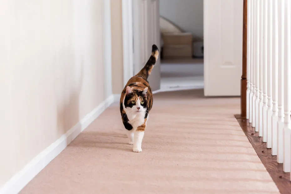calico cat walking on a hallway