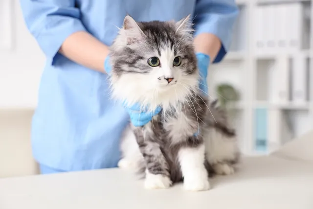 How Long Does a Cat Take to Recover From Neutering? (Vet Answer)