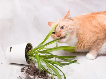 How To Stop Cats From Eating Plants: 8 Vet-Verified Proven Methods