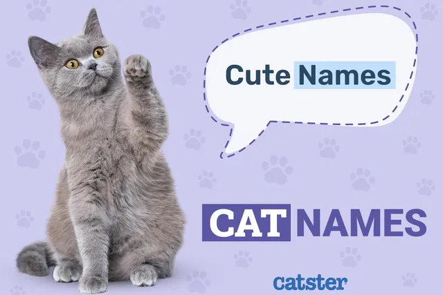 100+ Cute Cat Names: Adorable Ideas for Cats of All Kinds