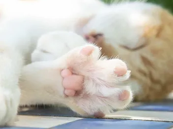 Do Cat Paw Pads Change Color? Vet Approved Facts & FAQ