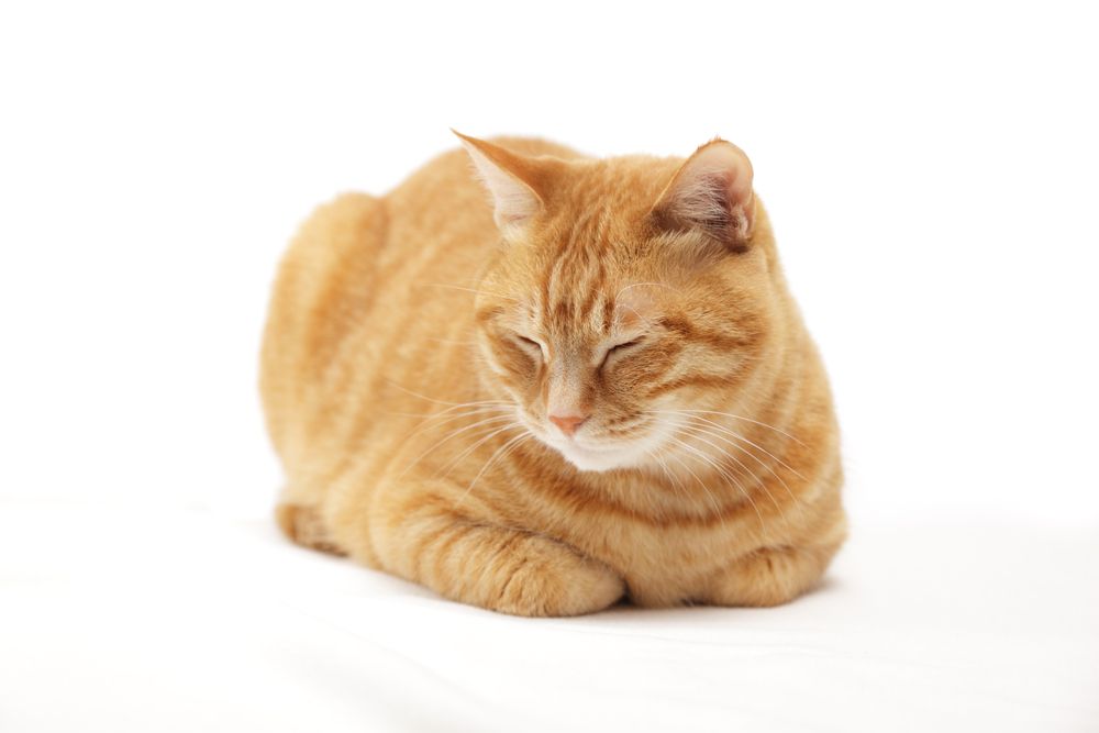 Ginger cat sitting in the loaf position on the floor