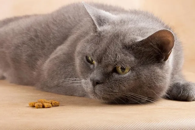 Stomatitis in Cats: Vet Reviewed Risks, Causes, Signs & Treatments