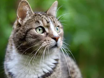 11 European Cat Breeds: Top Choices for Your Home (With Info & Pictures)