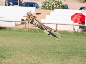 How High Can a Savannah Cat Jump? Vet-Verified Facts & Info
