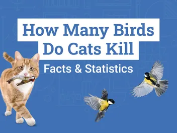 How Many Birds Do Cats Kill? 13 Statistics to Know: 2026 Update (Vet-Reviewed)