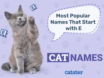 Most Popular Cat Names That Start With E in 2026