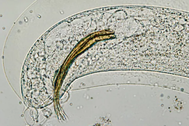 Lungworm In Cats (Vet Answer): Signs, Causes, Care & FAQ