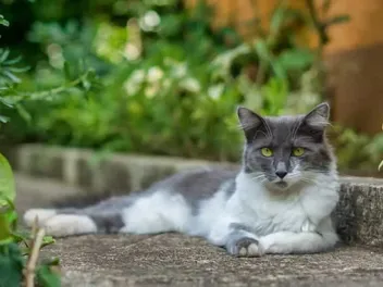 Asian Semi-Longhair Cat Breed Info: Pictures, Traits & Facts