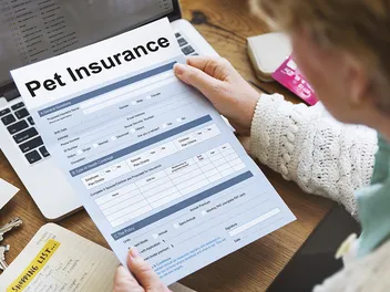 10 Best Pet Insurance for Cats (2026) - Unbiased Cost & Coverage Comparison