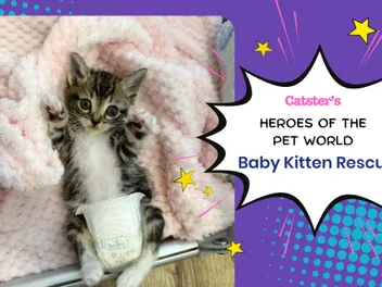 Hope for the Tiniest Fighters: Baby Kitten Rescue | Heroes of the Pet World
