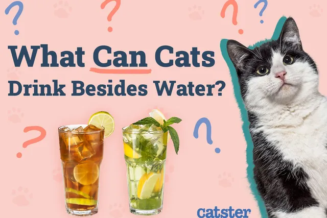 What Can Cats Drink Besides Water? 3 Vet-Approved Options