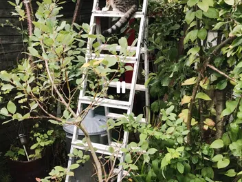 How I Fell in Love With a Cat That Wasn’t Mine, and Became a Cat Person at 65