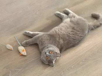10 Best Christmas Gift Ideas for Cats in 2026 - Reviews & Top Picks