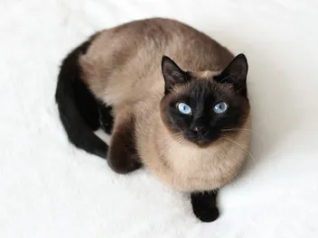 How Do You Determine a Cat’s Sex? A Vet-Approved Guide