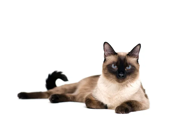 Thai Cat Breed: Info, Pictures, Temperament & More