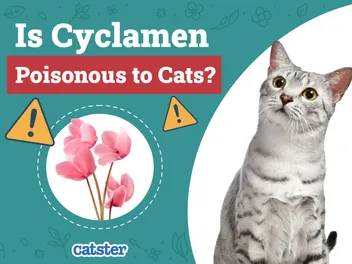 Is Cyclamen Poisonous to Cats? Vet-Reviewed Houseplants Examined