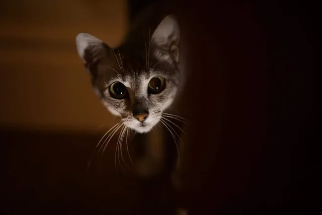 Are House Cats Nocturnal? Vet-Verified Facts & Info