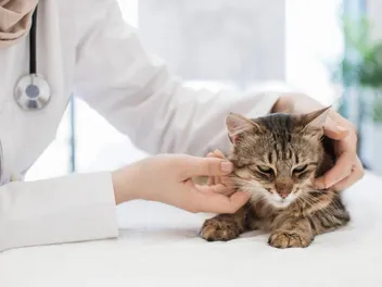 What's the Price of Cat Abscess Treatment? 2026 Costs & FAQ (Vet-Reviewed)