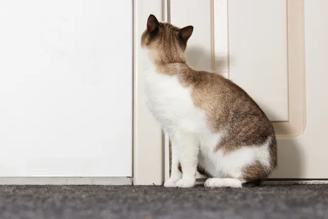 How to Stop a Cat From Scratching Doors: 7 Vet-Reviewed Tips