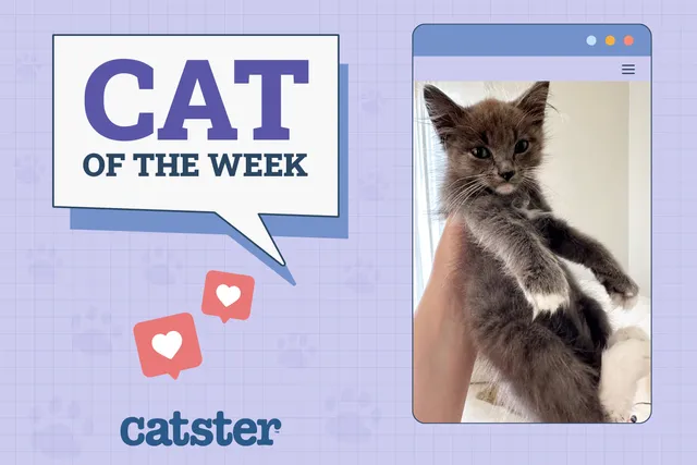 Catster Photo Contest: Cats of the Week Winners (December 19, 2024)