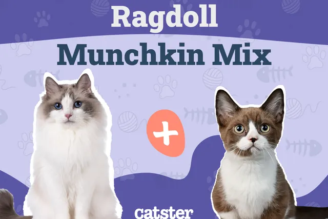 Ragdoll Munchkin Cat Mix: Info, Pictures, Temperament & More
