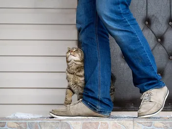 Disaster Preparedness for Cats: 12 Vet-Approved Steps to Take