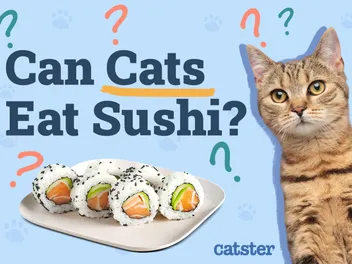 Can Cats Eat Sushi? Vet-Reviewed Nutrition Facts & Safety Guide