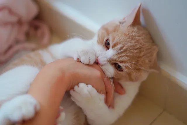 Why Does My Cat Bite Me When I Sleep? Vet-Verified Reasons & How to Stop It