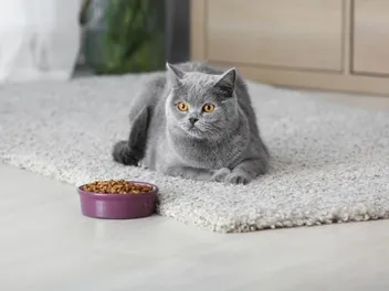 Why Has My Cat Stopped Eating Dry Food But Still Eats Treats? 6 Reasons