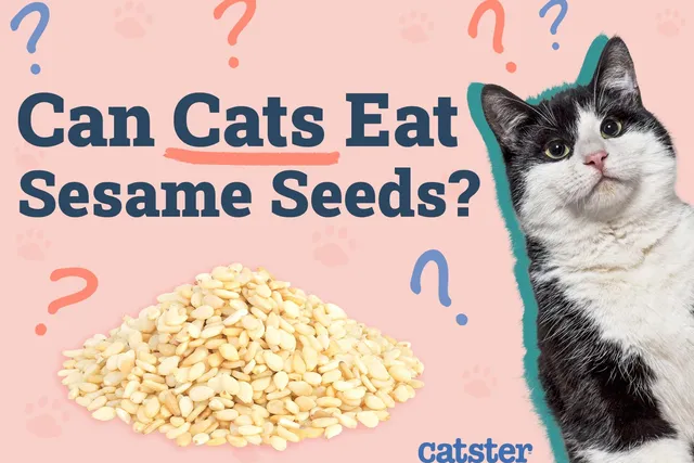 Can Cats Eat Sesame Seeds? Vet Approved Nutrition Advice