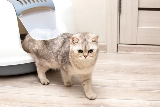 Cat Urinary System: Vet-Verified Health Guide (With Diagram)