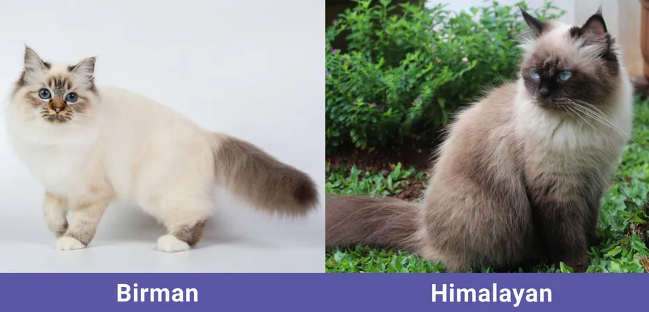 side by side Birman VS Himalayan