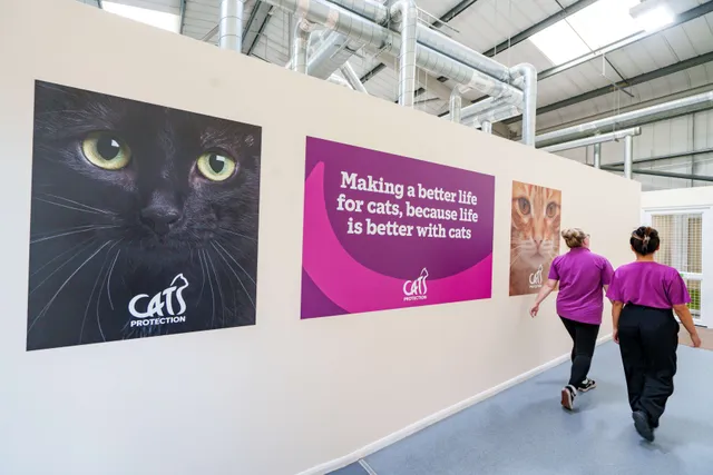 A Century of Helping Cats: Inside the Work of Cats Protection