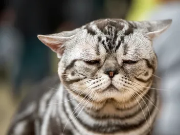 Do Cats Get Headaches? Our Vet Explains Facts & Info