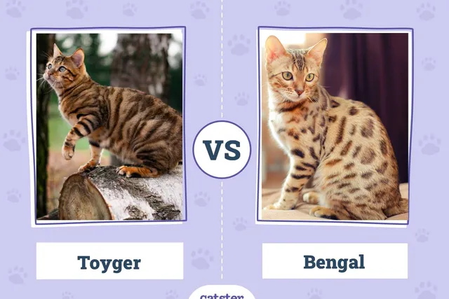Toyger vs. Bengal: Main Differences (With Pictures)