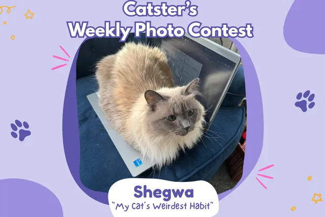 Catster’s Weekly Photo Contest Winners: My Cat’s Weirdest Habit (February 26, 2026)
