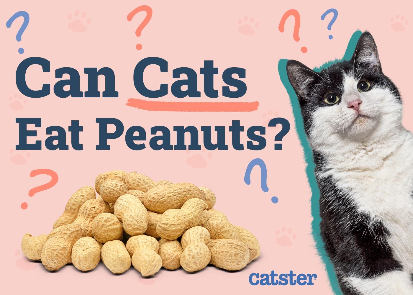 Can Cats Eat Peanuts? Vet Reviewed Health Benefits & Precautions