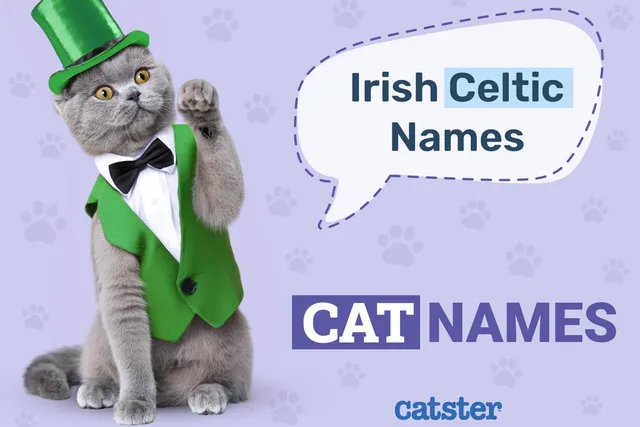 95 Irish & Celtic Cat Names: Great Ideas for Your Amazing Cat