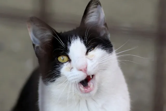 Why One Squinting Eye in Cats Is Never Worth Ignoring