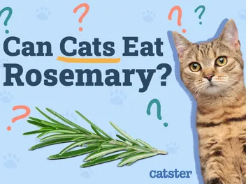 Can Cats Eat Rosemary? Vet-Verified Potential Benefits & Risks